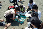 Cleanup Campaign at Kugenuma Beach